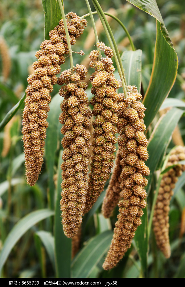 成熟的谷子高清图片
