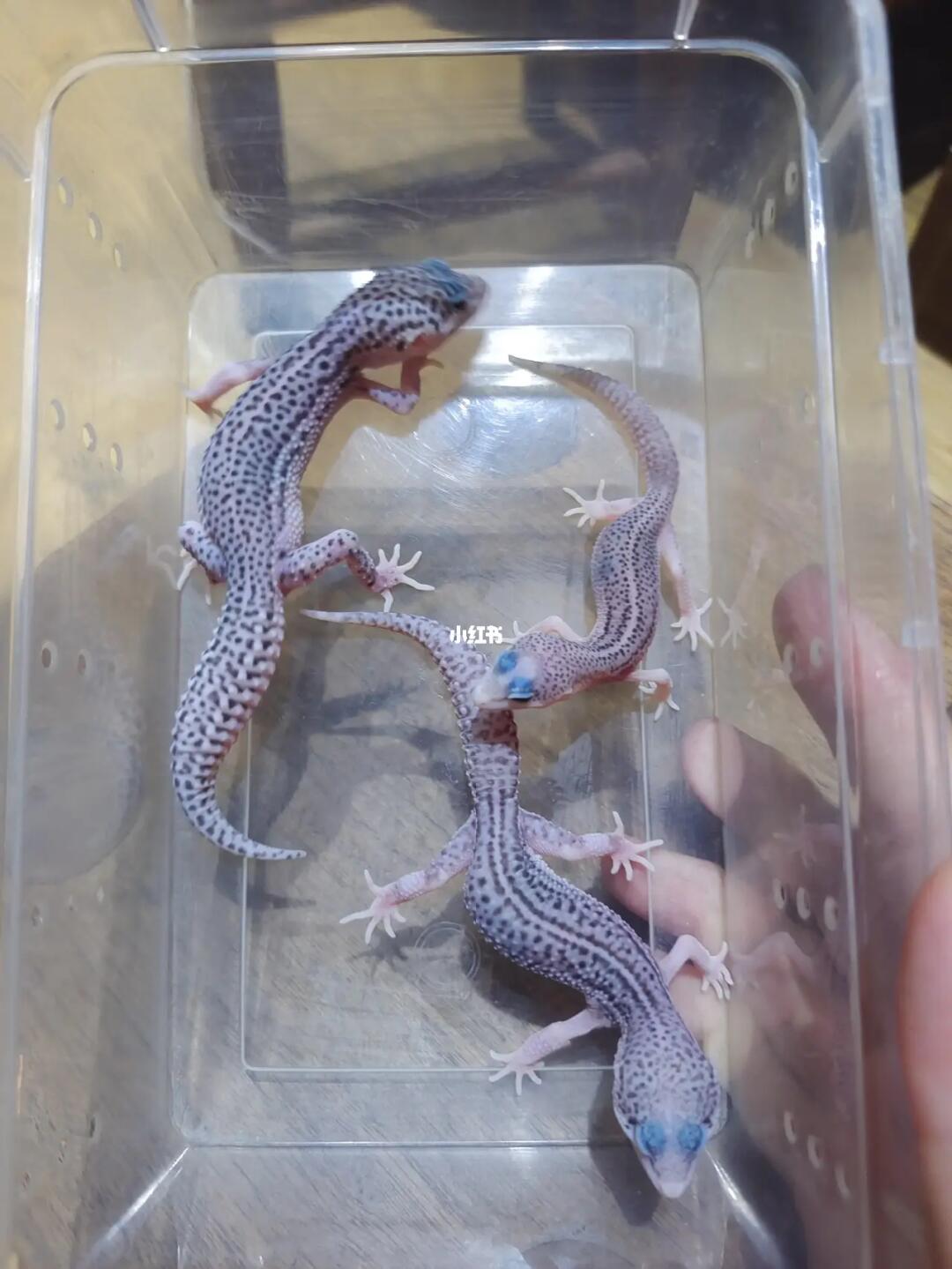 豹纹守宫银河三姐妹