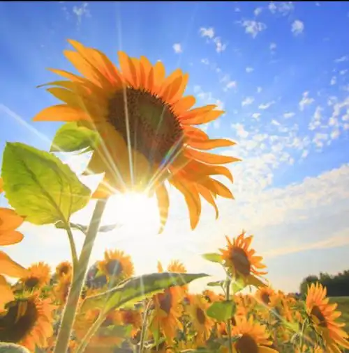 【翼城县北关民族小学】"阳光心灵 快乐成长"翼城县未成年人心理健康