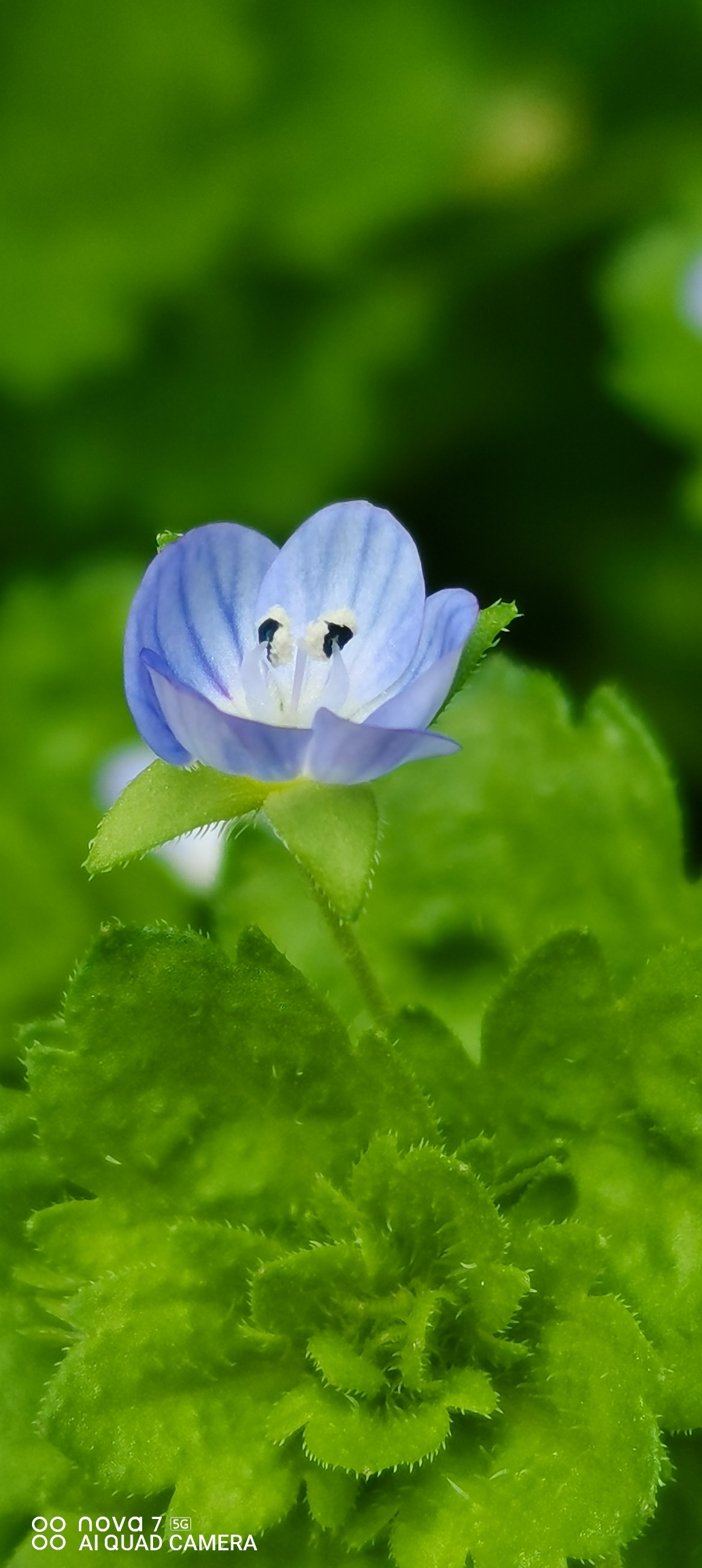 微距拍摄阿拉伯婆婆纳