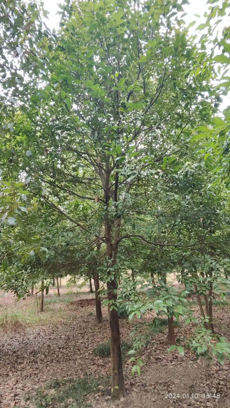 12公分天竺桂.大量供应天竺桂12/15/18/公分,成都市 - 抖音