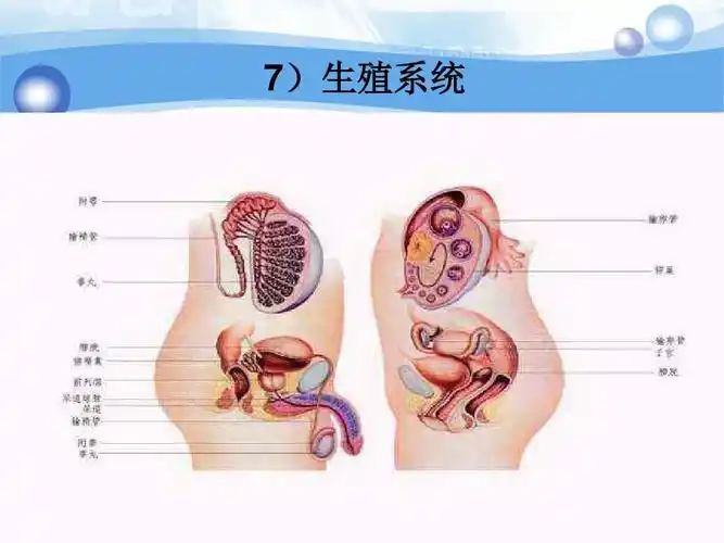 7)生殖系统
