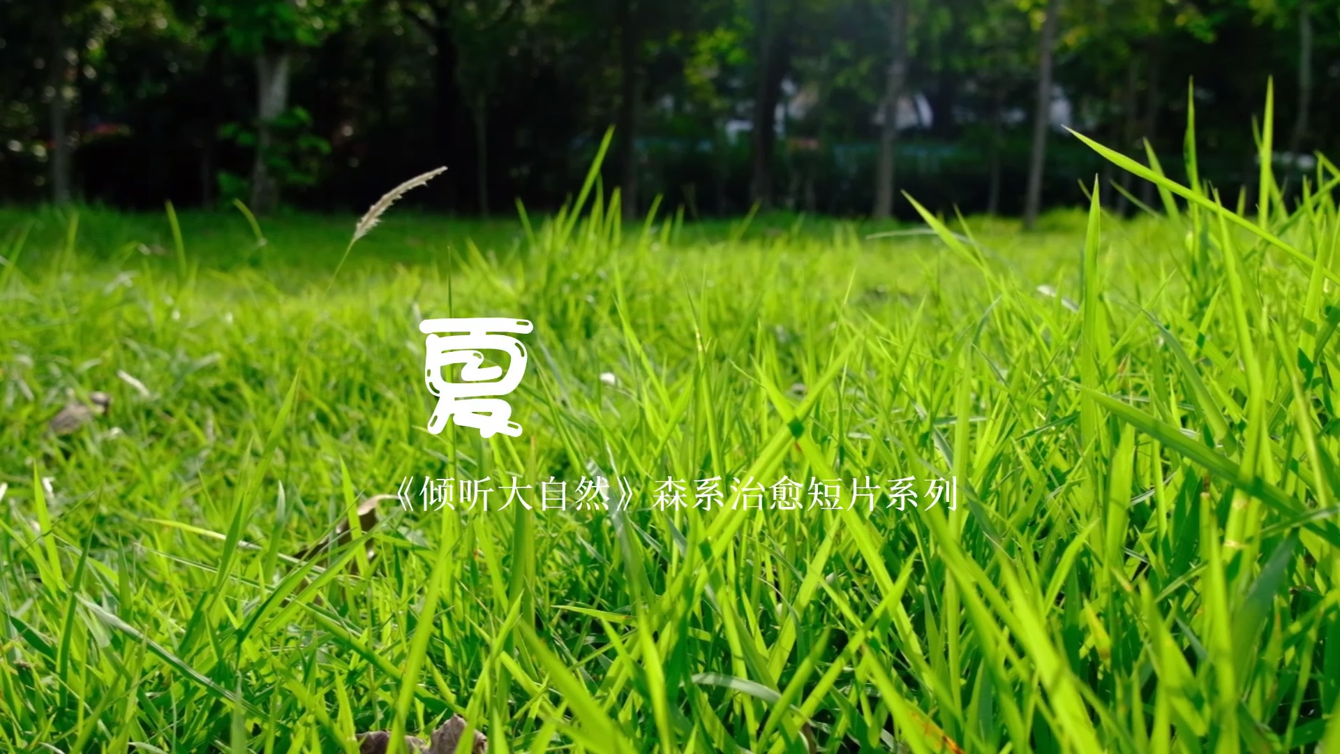 治愈系倾听大自然的声音森系治愈小