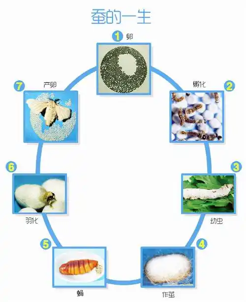 蚕蛹多久变飞蛾蚕宝宝死亡前征兆