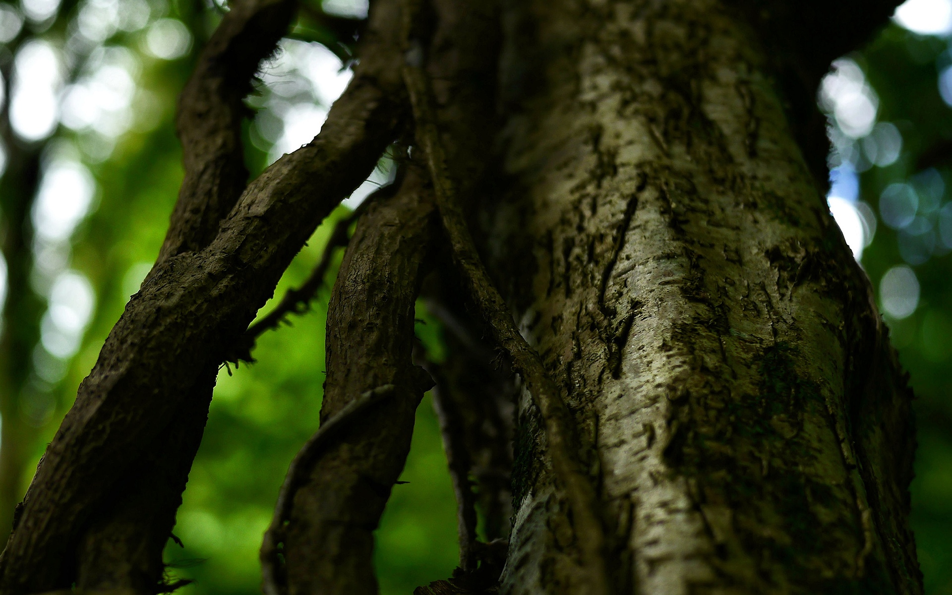 大树树干树枝高清壁纸800x600分辨率查看