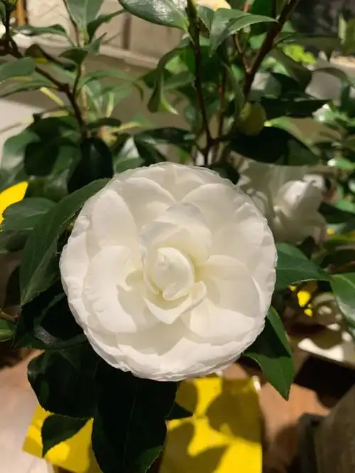 白雪塔山茶花养护教程