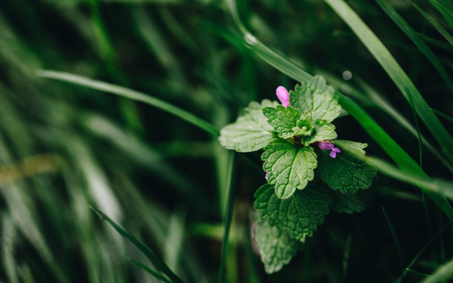 绿色护眼的薄荷植物图片桌面壁纸