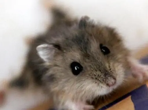 原创兽类是哺乳动物是我们最为熟悉动物它们与人类的关系极为密切