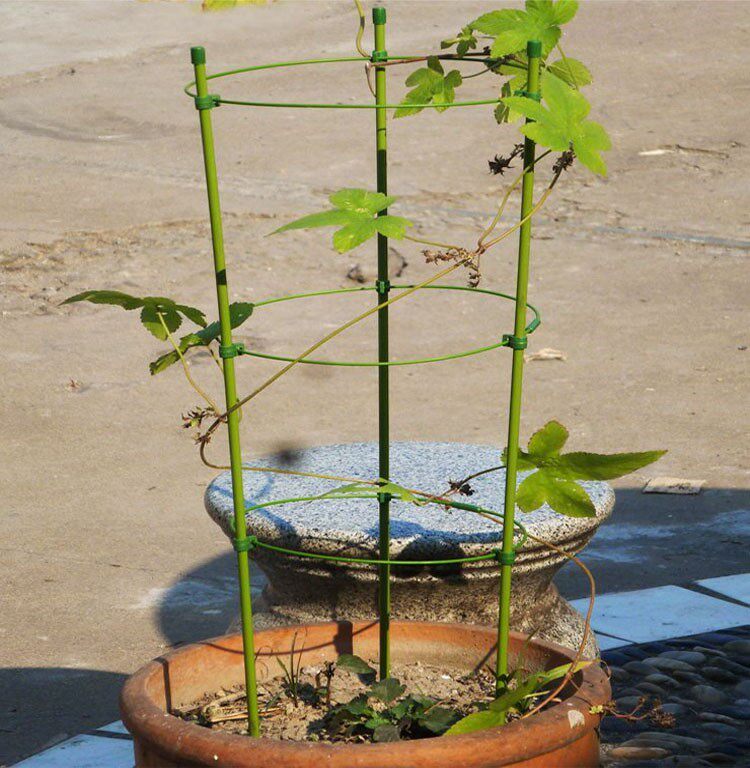 固定支架文竹架子攀爬客厅绿萝墙上花卉盆景花架