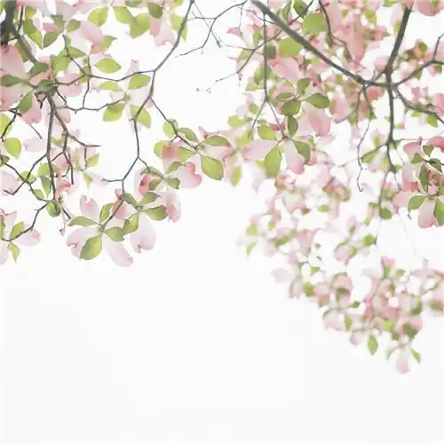 淡淡的图片 淡淡的壁纸(9)_唯美图片