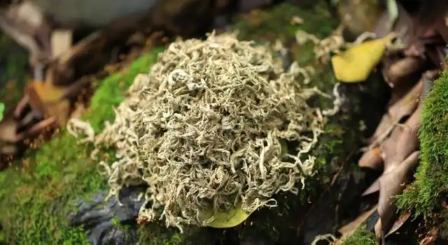 春天这5种不花钱的野菜养肝降脂祛湿散寒千万别错过