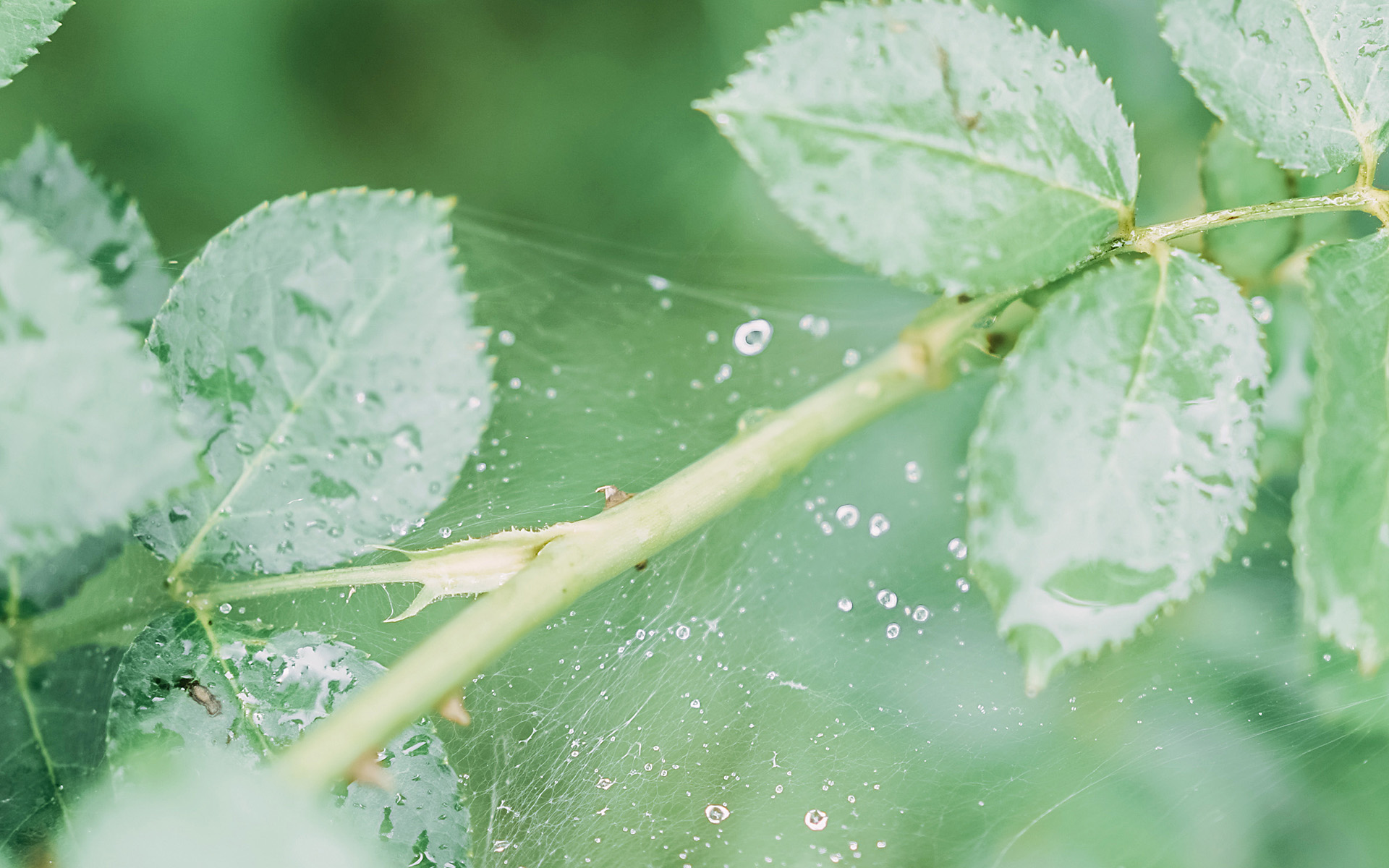 独一无二的小清新花卉植物,文艺小清新的静物~特别适合做壁纸哦~喜欢