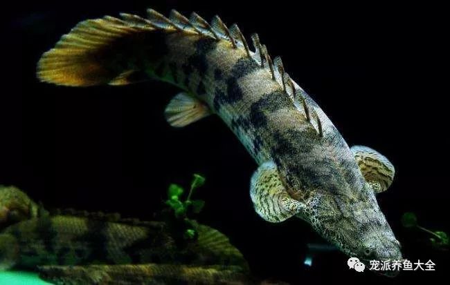 【每日一鱼】虎纹恐龙王鱼,有水中活化石之称