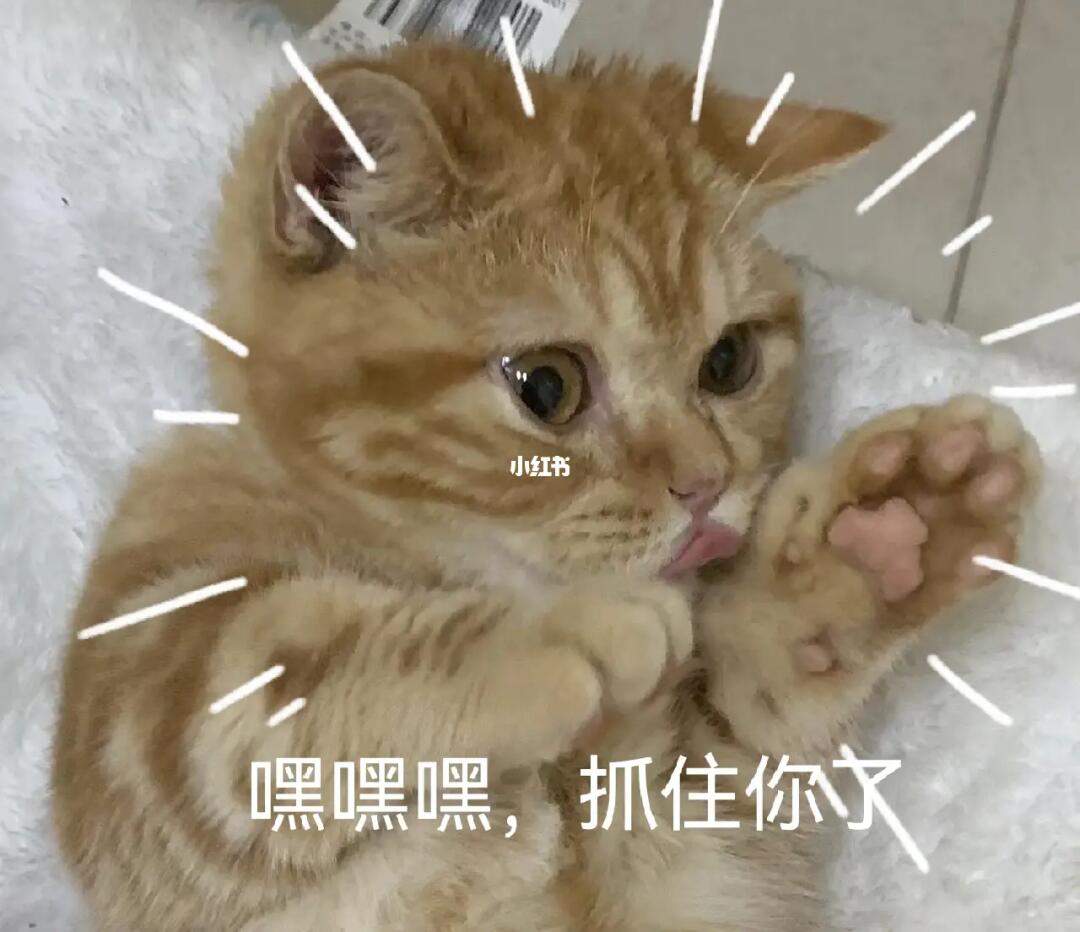 你把手拿开,还要一直可怜巴巴爪子开花看着你#猫咪日常  #可爱表情包