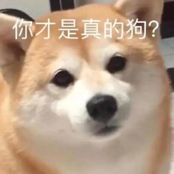 你才是真的狗?