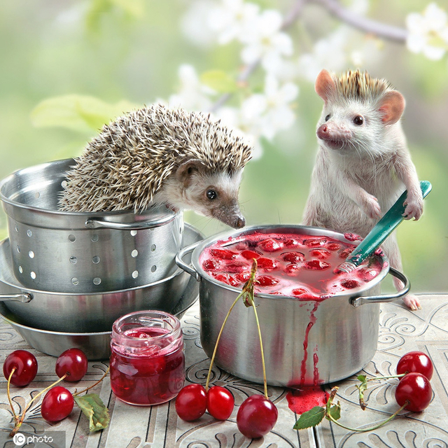 呆萌小刺猬趣味生活,"乱入厨房"泡咖啡榨柠檬汁