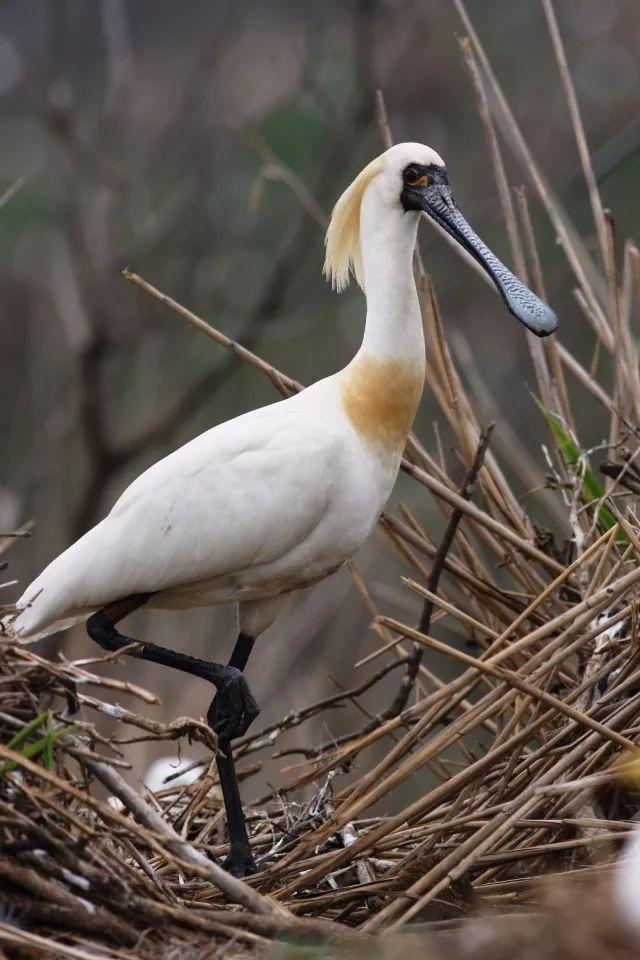 科普| 黑脸琵鹭:生境太"亲人"致濒危