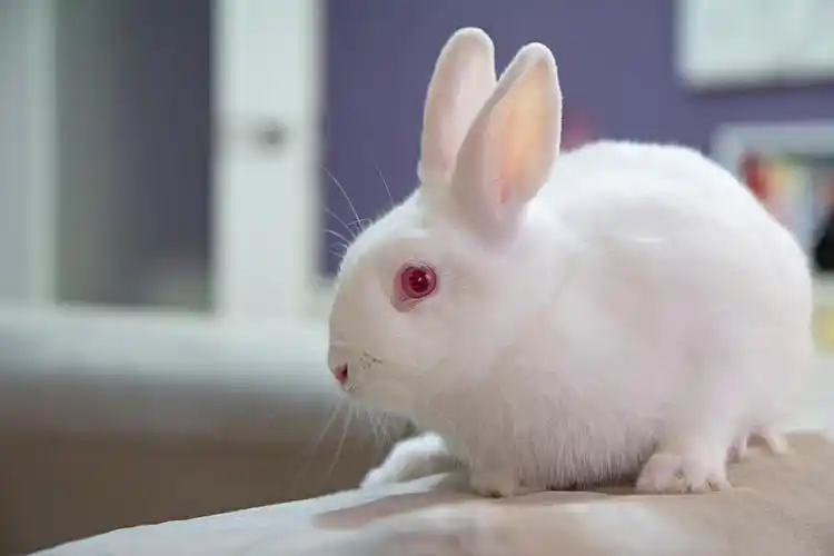 白兔 兔 小图片_白兔 兔 小高清图片素材库_第25页