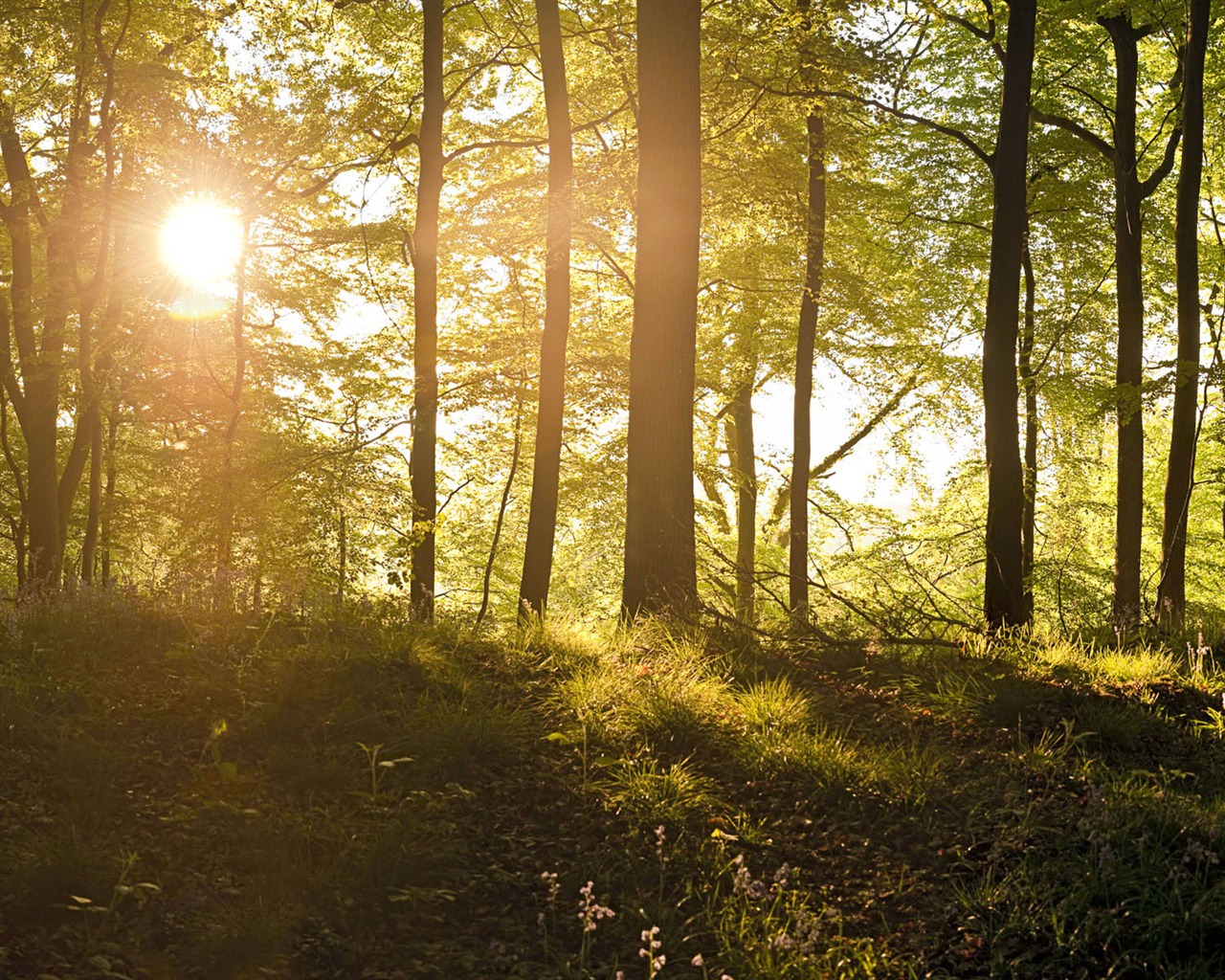 野外树林中的日出-windows自然风景壁纸