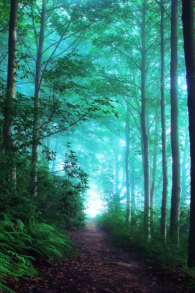 首页 手机壁纸 风景 唯美意境图片清爽自然景色高清手机壁纸