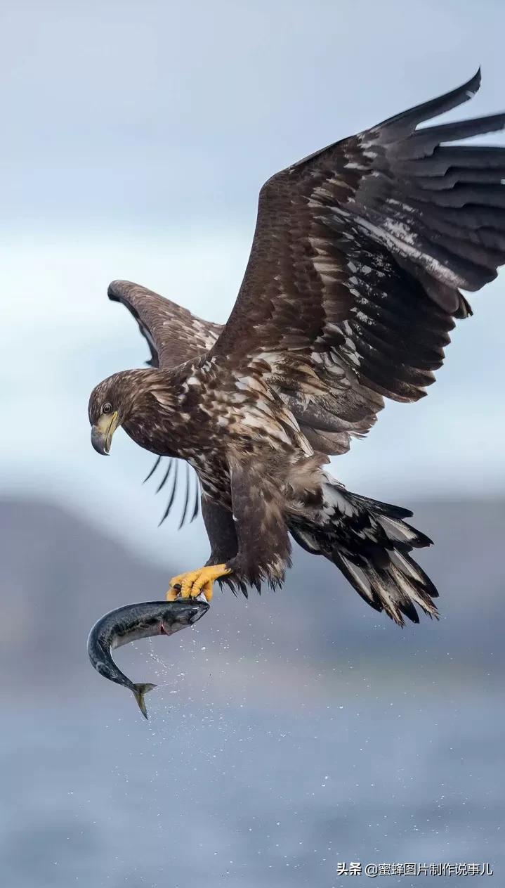 有关雏鹰的名言关于雄鹰的励志名言或对联