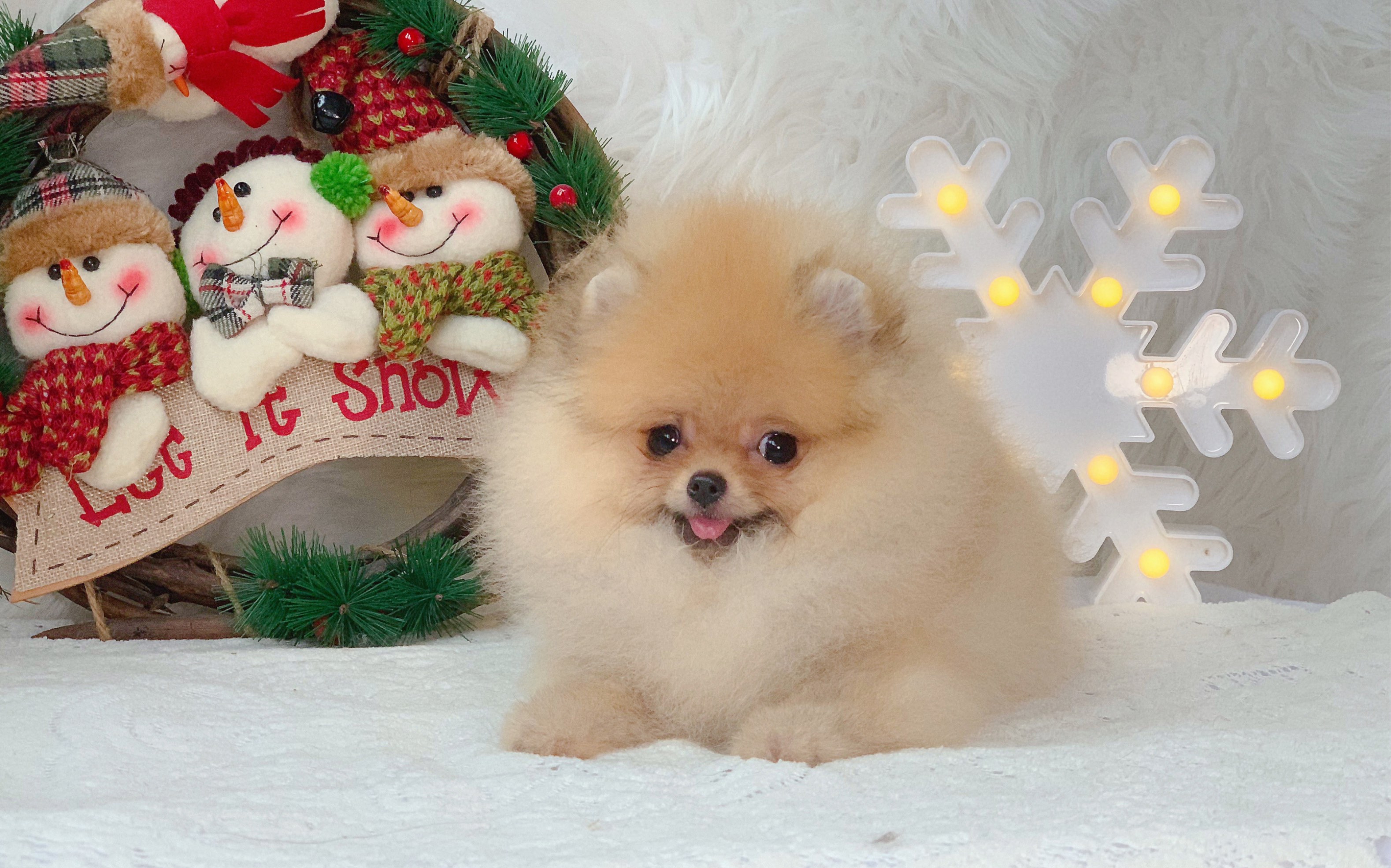 当你拥有一只大围脖的博美