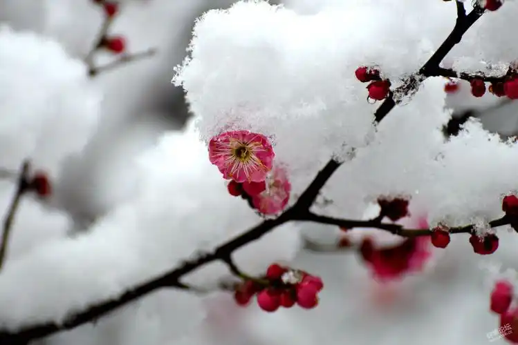 暴雪大雪中雪小雪无雪