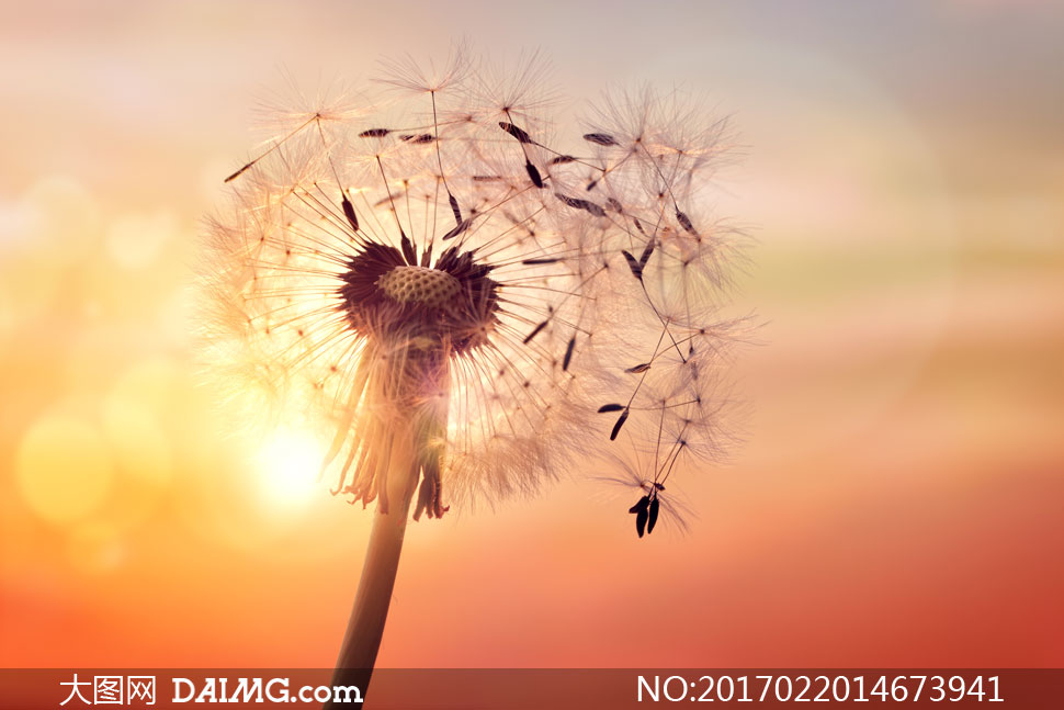 快被吹散的蒲公英特写摄影高清图片