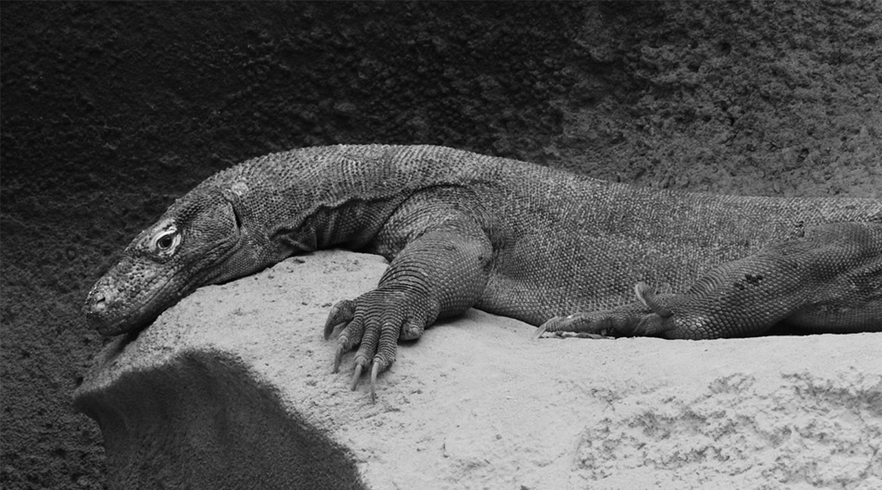 澳洲魔龙?澳洲大陆上失落的远古巨蜥