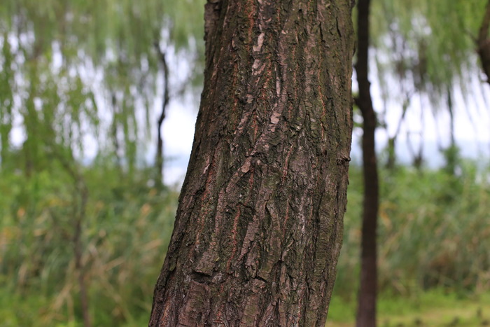 柳树树干图片素材