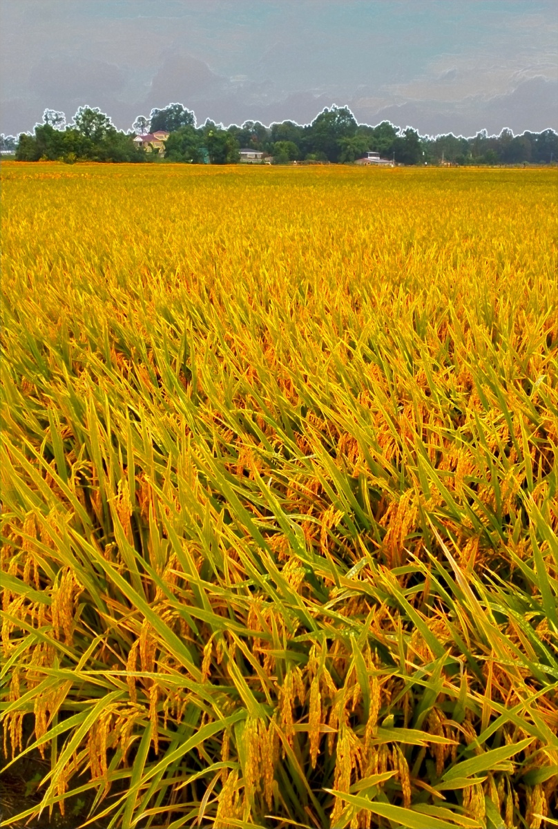 金色稻谷夏如春摄