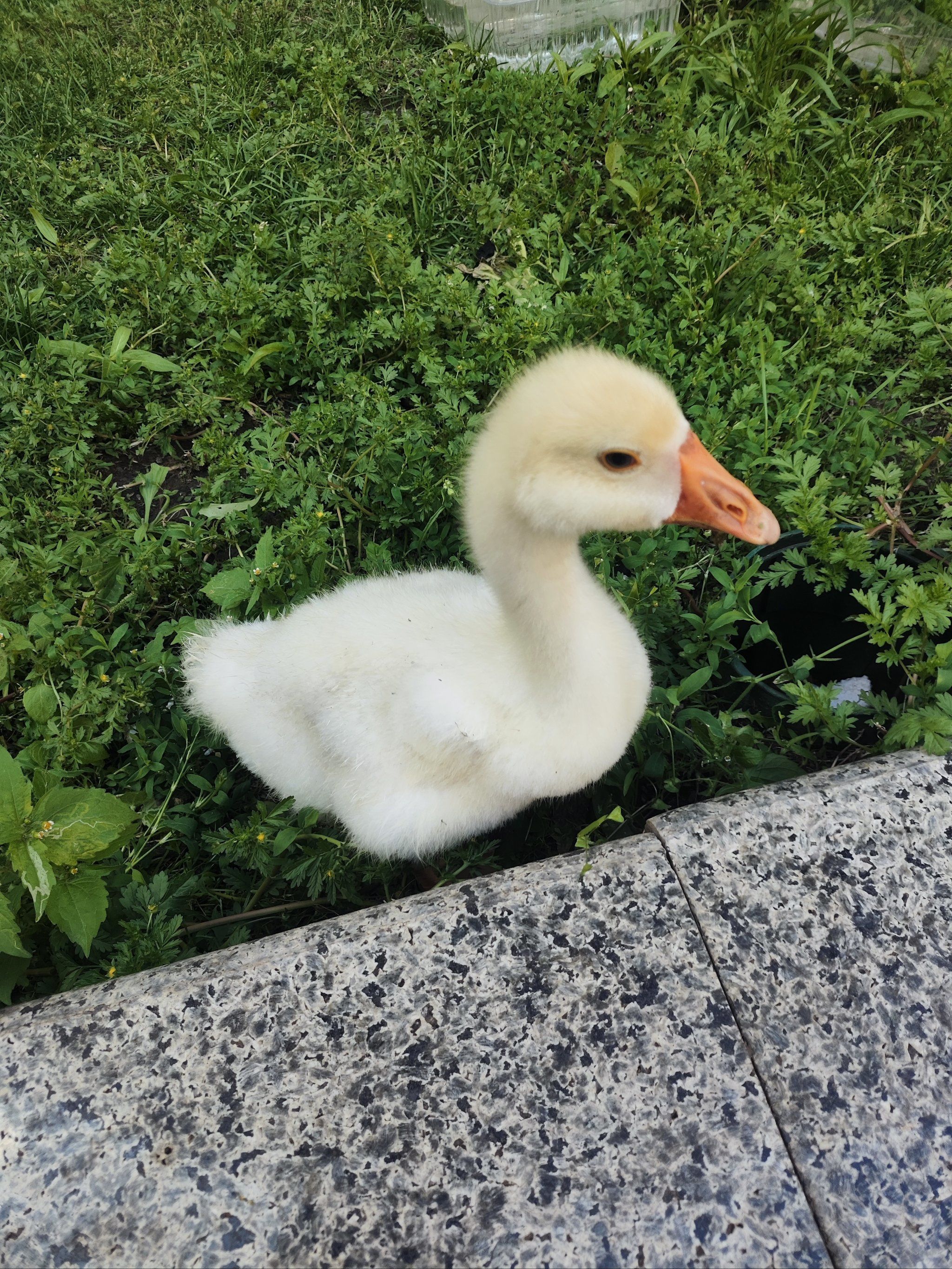 门口发现一只小鸭鸭
特别可爱呀