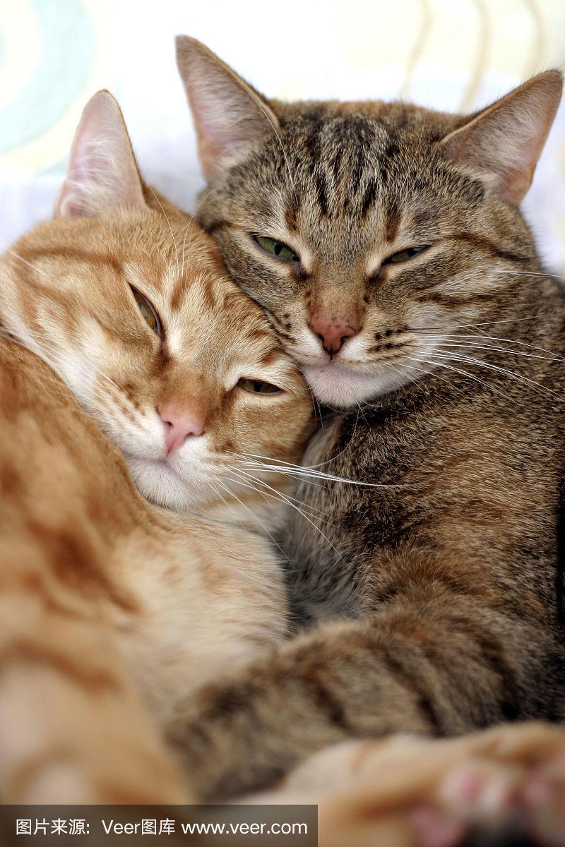 两只猫互相拥抱
