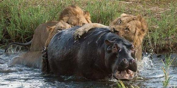 鳄鱼在河马面前没脾气那河马遇到老虎会如何