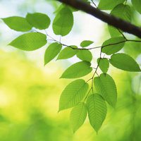 叶子头像唯美意境 绿色清新树叶头像【点击鼠标右键下载】