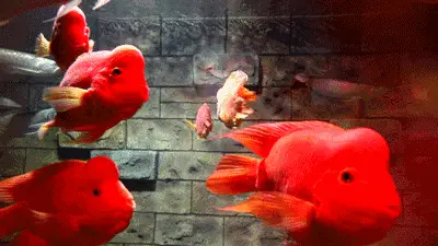 还有网红相,寿星模样的发财鱼除了"素颜"的鱼儿斑斓摇曳的樵石千姿