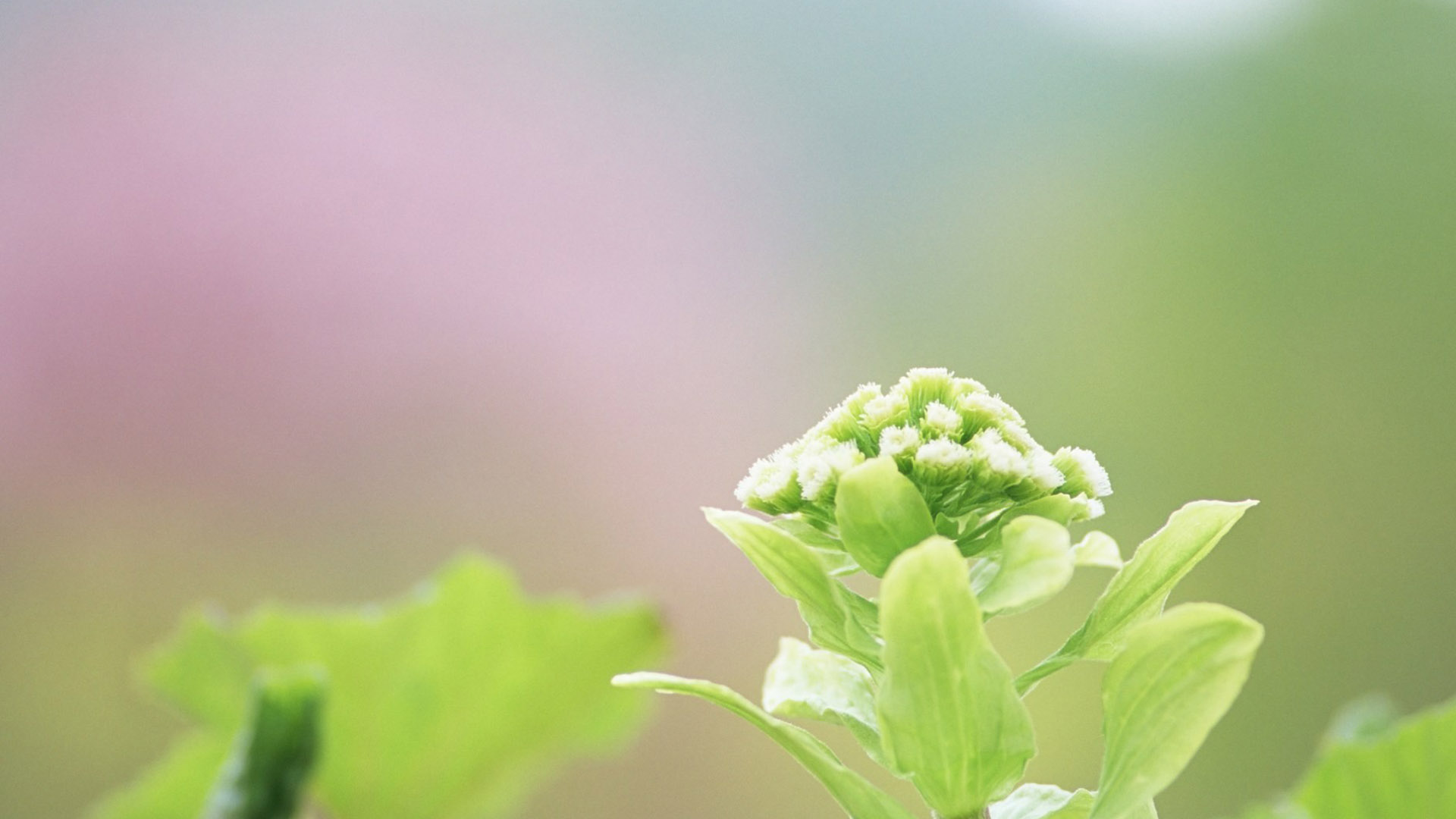 日系小清新唯美花卉植物高清桌面壁纸
