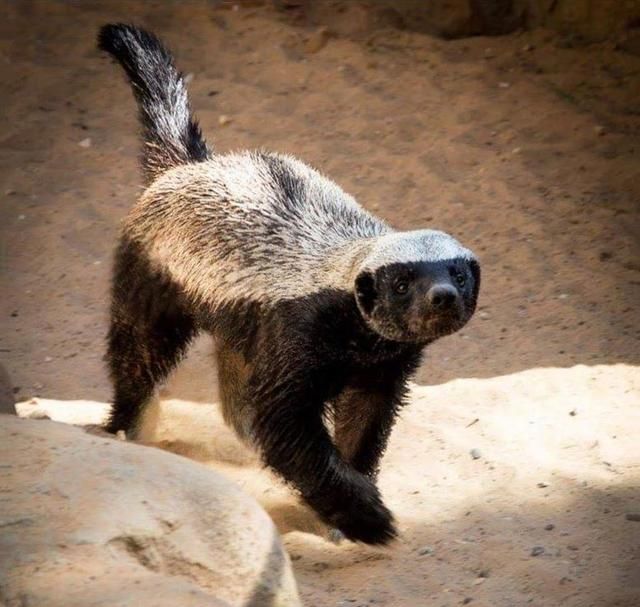 平头哥就是蜜獾,但很显然平头哥人人皆知,但蜜獾却知道不多了,因为