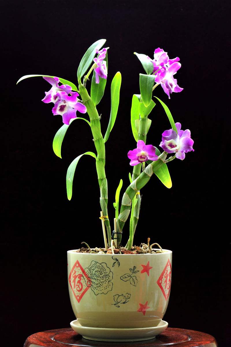 石斛兰应该怎么养?