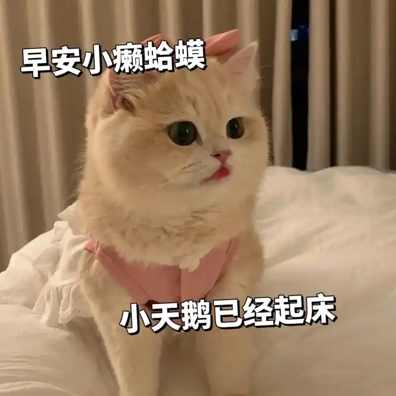 早安小癞蛤蟆,小天鹅已经起床.#发给对象表情包 #猫咪表情包 - 抖音