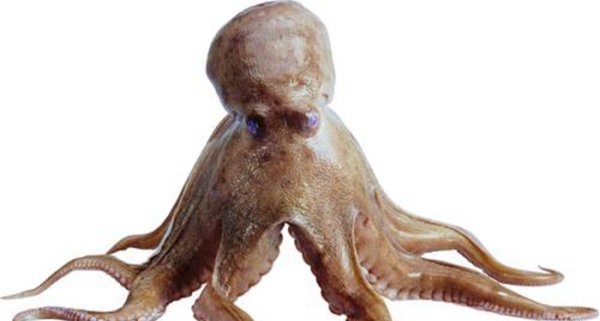 世界十大恐怖变异动物毛虫长角造型诡异基因变异所致