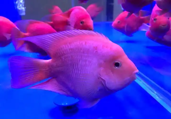 金刚鹦鹉鱼(血鹦鹉变种而来的观赏鱼)_尚可名片