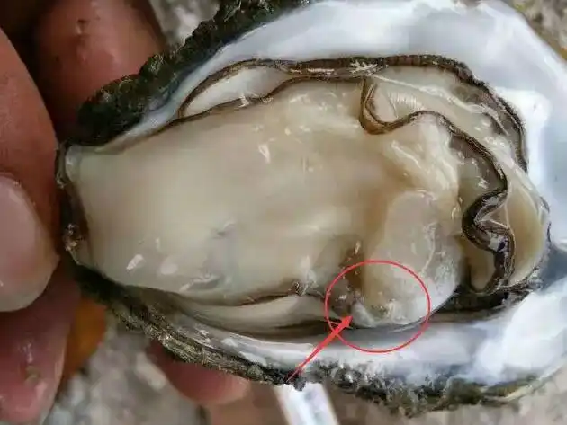 生蚝黑色部分是内脏吗?生蚝黑色部分能吃吗?