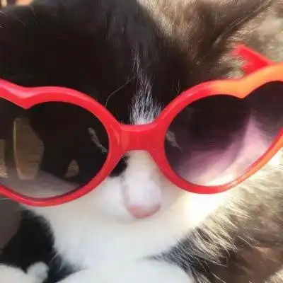 猫咪戴眼镜头像 高清好看抖音最火的猫戴墨镜图片头像_动物头像_头像