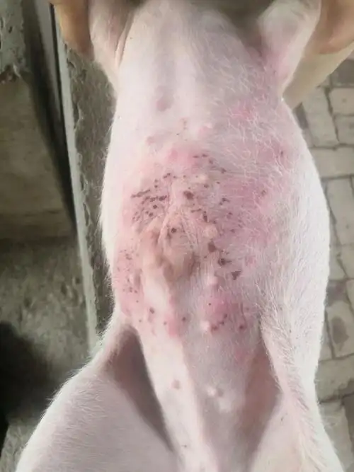 育肥猪:猪腹部有红疹,是怎么回事 - 猪病在线问答 _猪易论坛