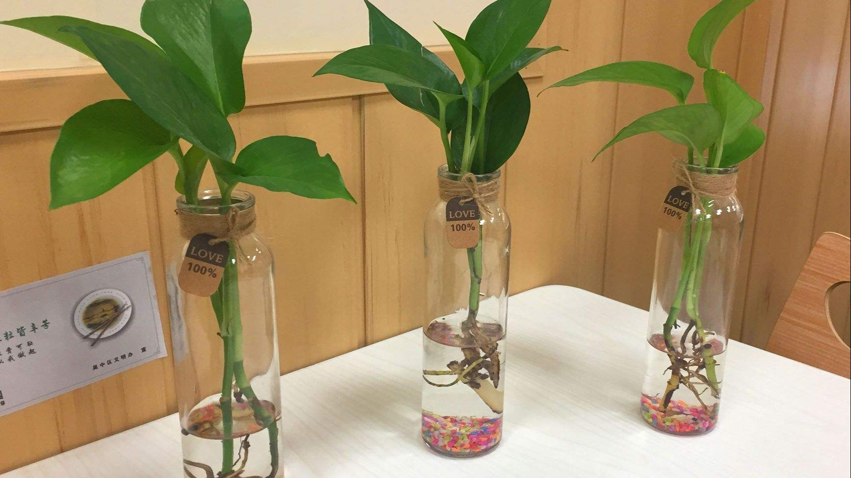 1水培绿萝:将带气根的绿萝插进水中,两三天换一次水,生根后加营养液.