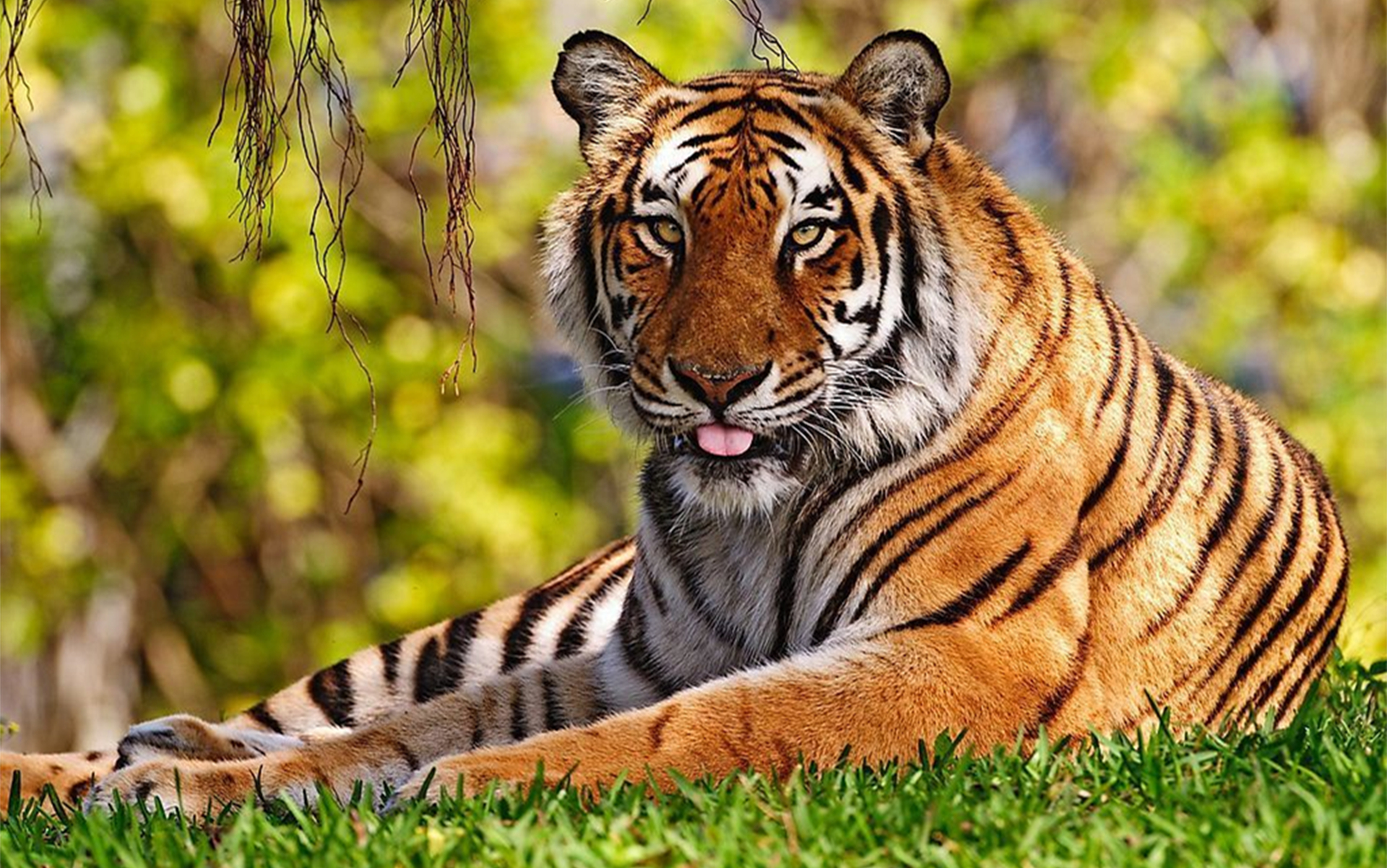 中国国宝华南虎桌面壁纸图片下载高清大图预览1920x1200_动物壁纸下载