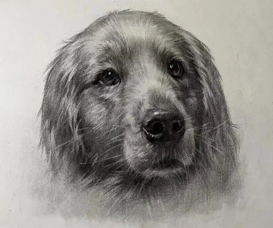 鸿祎画室#素描动物 #在家画画 #想画就画 - 抖音