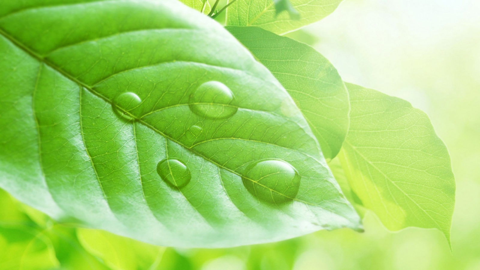 绿色清新护眼绿叶唯美高清壁纸
