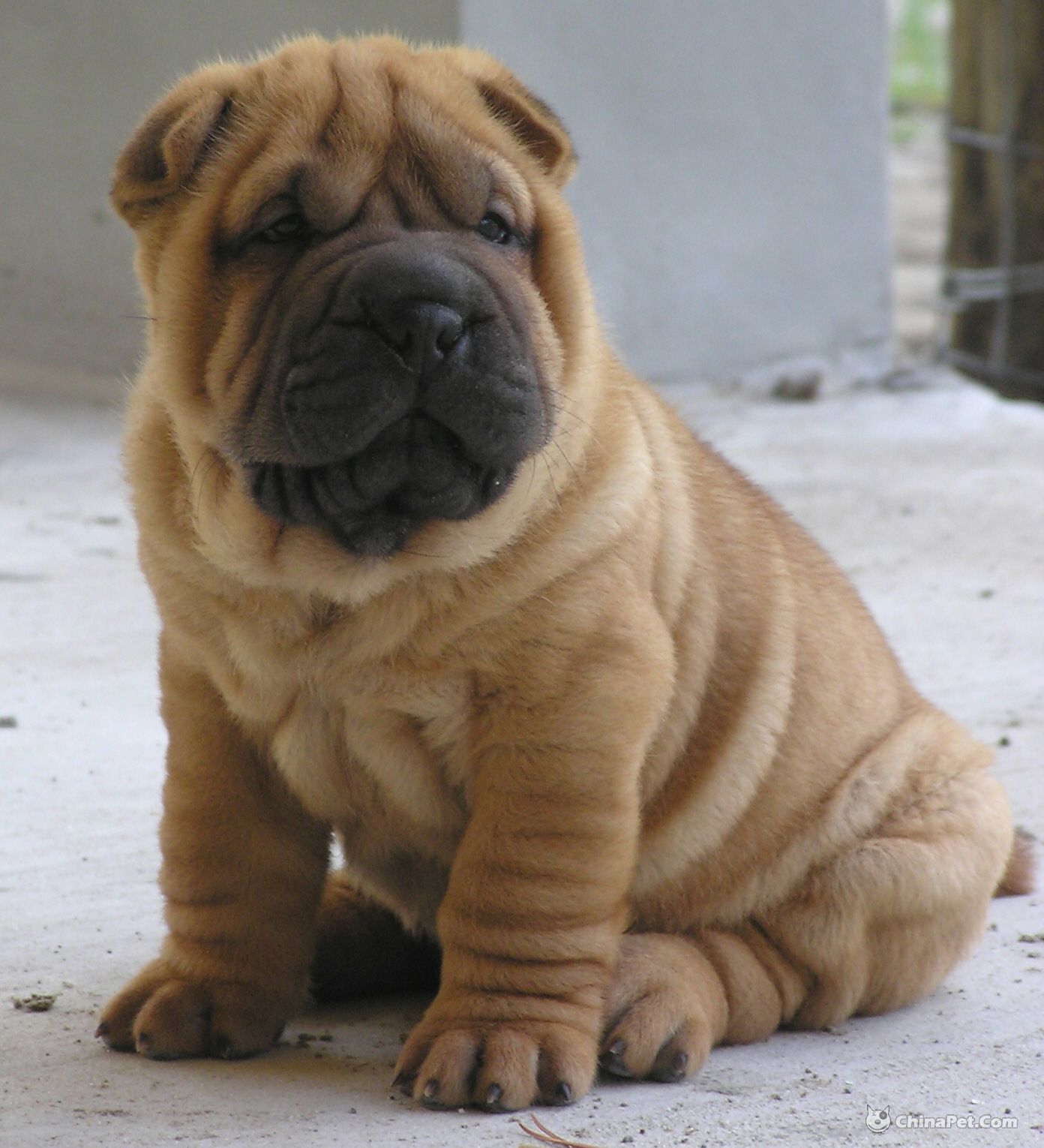 沙皮犬,英文名 sharpei,产于中国广东南海大沥镇一带,是世界名种斗狗